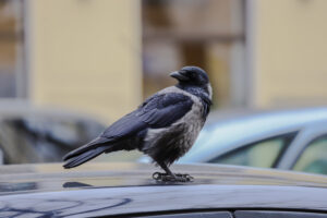 Oiseau sur une voiture