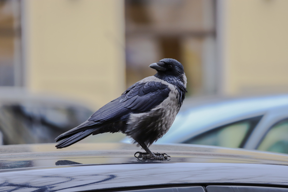 Oiseau sur une voiture
